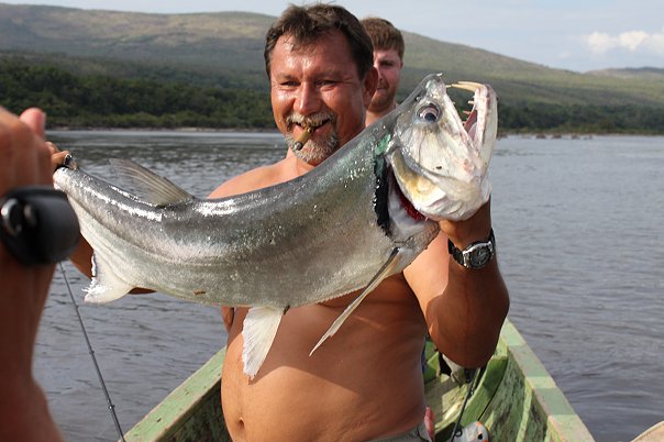 Сказочная рыбалка: пайяра! Река Парагуа, январь-2010