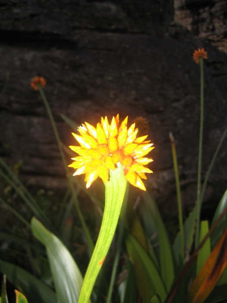 Венесуэла: вершина Рораймы и другие интересные места. Фото.