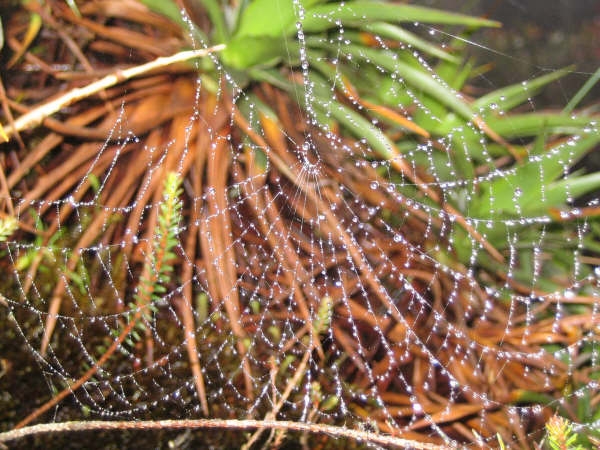 Венесуэла: вершина Рораймы и другие интересные места. Фото.