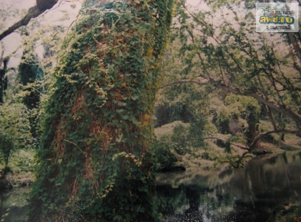 Река Альмендарес, "Гаванский лес" - cантерия рядом