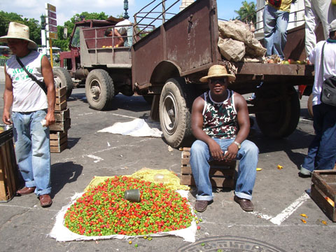 За яркими Красками (Коста-Рика, Куба июнь 2008)