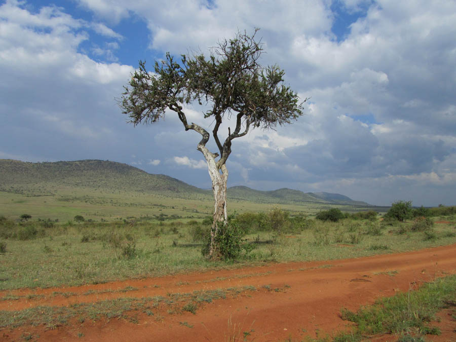 Лодж сафари в Кении. Амбосели-Накуру-Масаи Мара