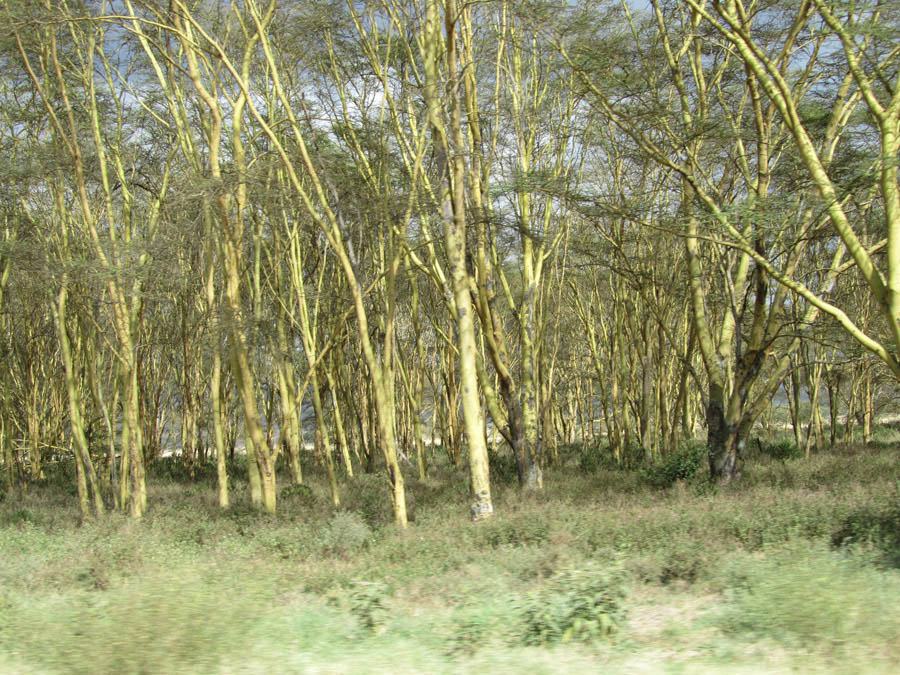 Лодж сафари в Кении. Амбосели-Накуру-Масаи Мара