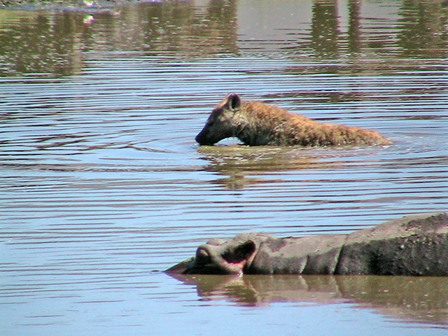 Подъем на Килиманджаро + сафари в сентябре 2009 Подъем на Килиманджаро + сафари в сентябре 2009