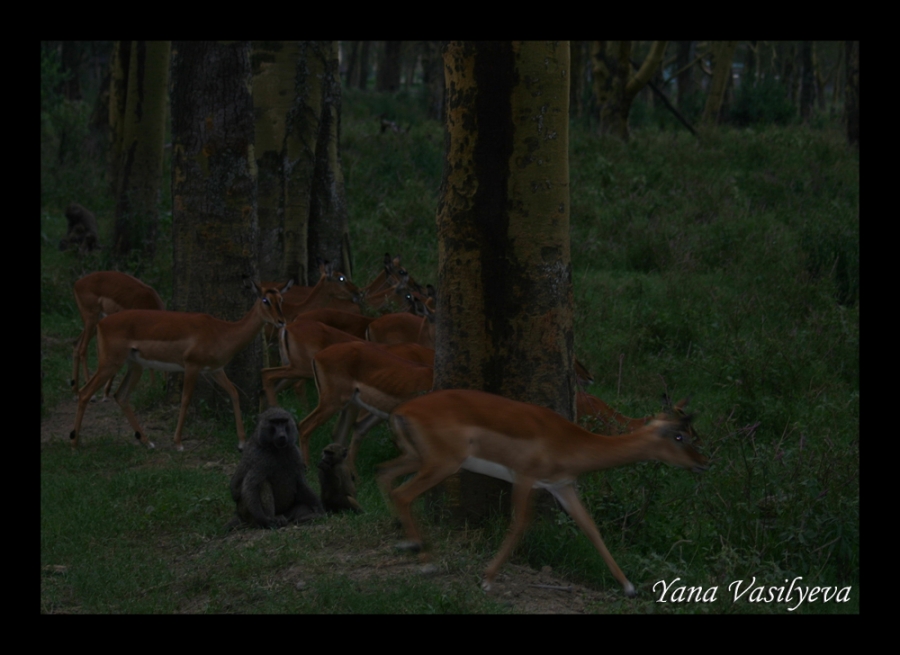 воспоминания о сафари в Кении (фотоотчет)