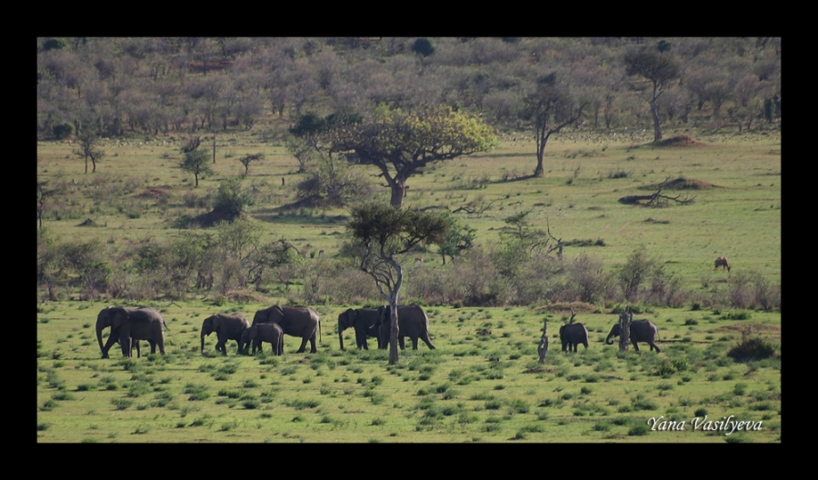 воспоминания о сафари в Кении (фотоотчет)