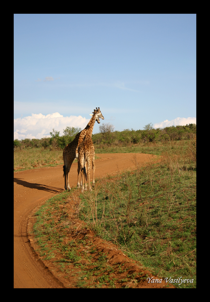 воспоминания о сафари в Кении (фотоотчет)