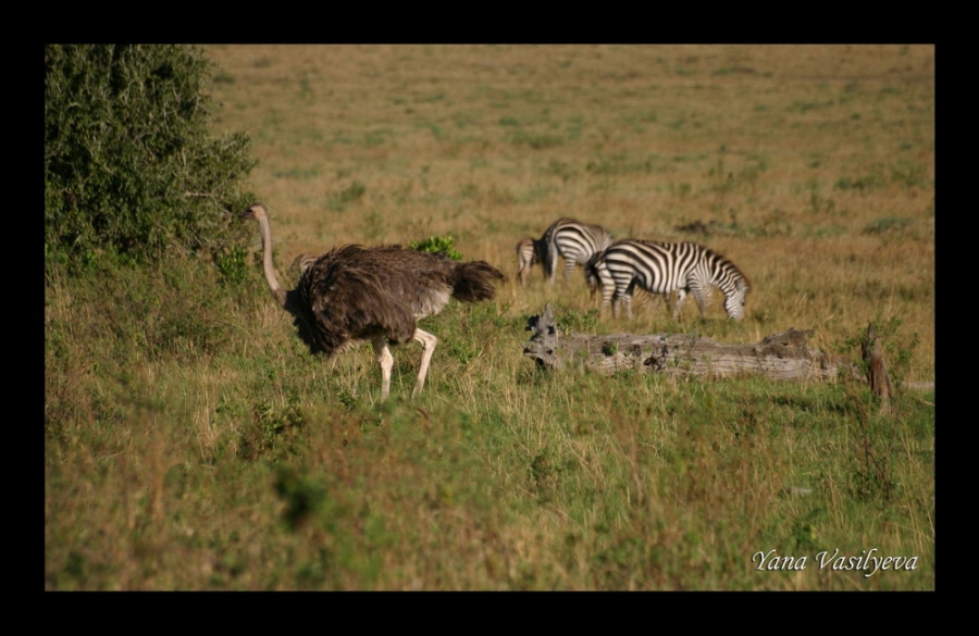 воспоминания о сафари в Кении (фотоотчет)