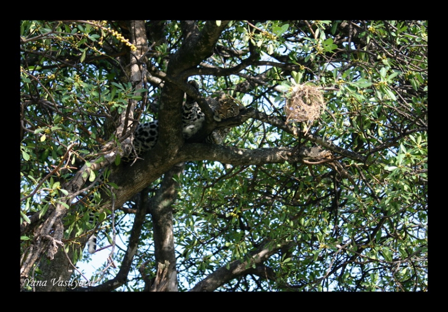 воспоминания о сафари в Кении (фотоотчет)
