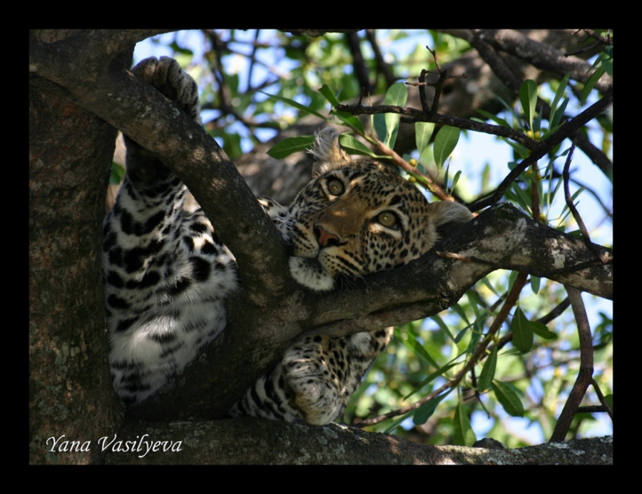 воспоминания о сафари в Кении (фотоотчет)