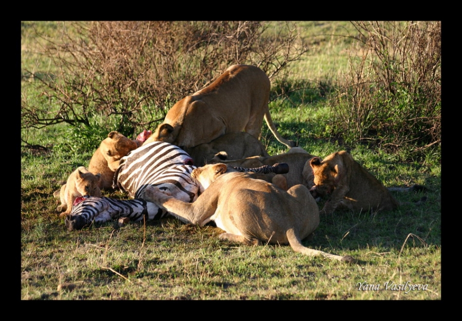 воспоминания о сафари в Кении (фотоотчет)