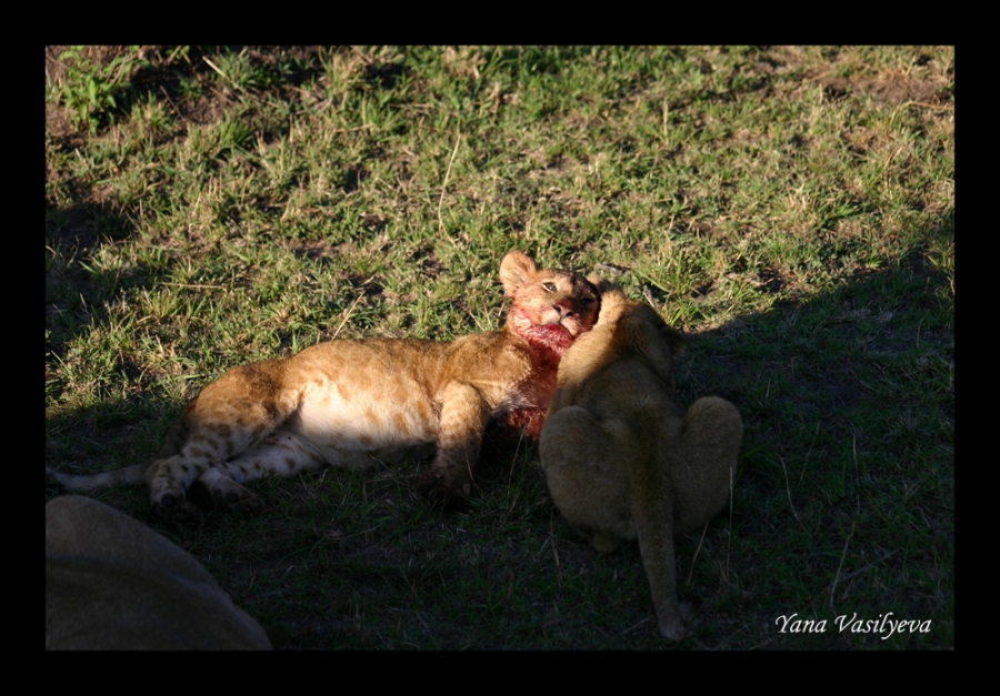 воспоминания о сафари в Кении (фотоотчет)
