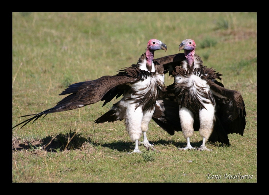 воспоминания о сафари в Кении (фотоотчет)