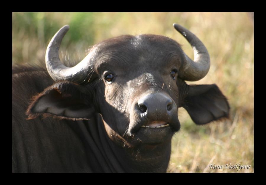 воспоминания о сафари в Кении (фотоотчет)