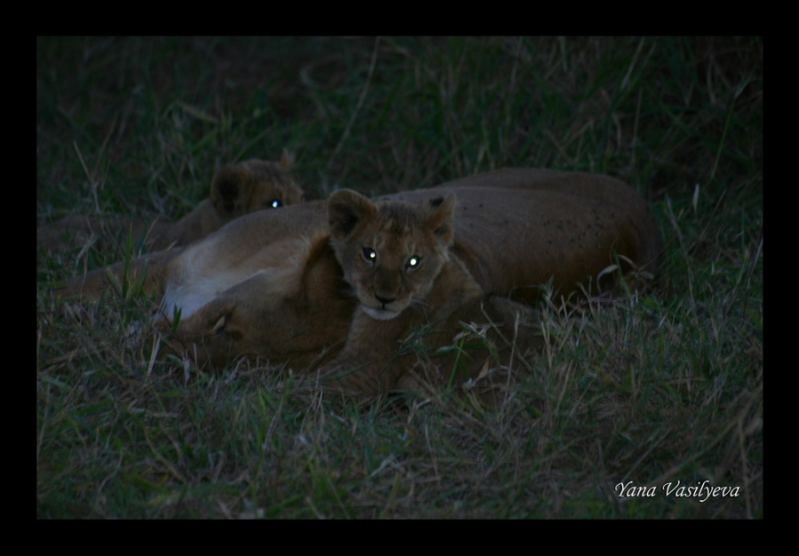 воспоминания о сафари в Кении (фотоотчет)