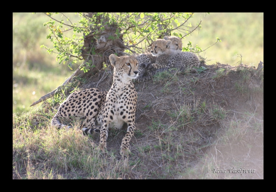 воспоминания о сафари в Кении (фотоотчет)