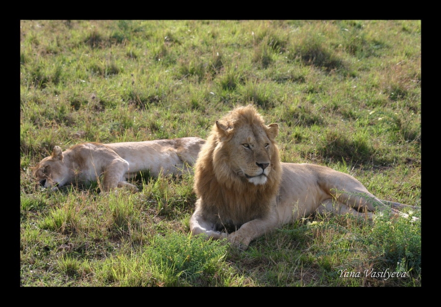 воспоминания о сафари в Кении (фотоотчет)