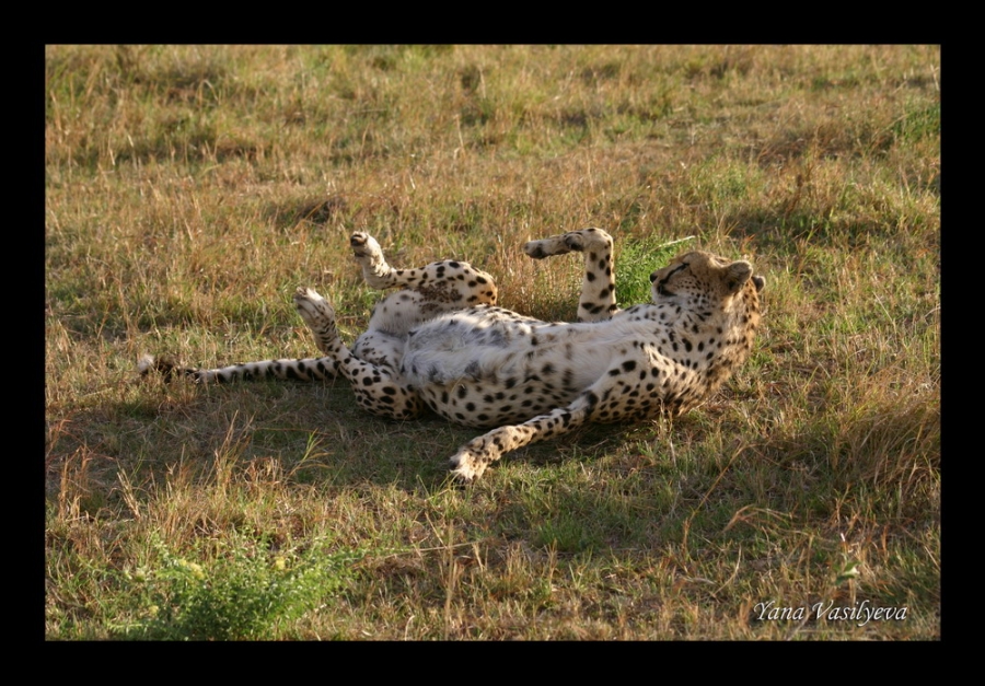 воспоминания о сафари в Кении (фотоотчет)