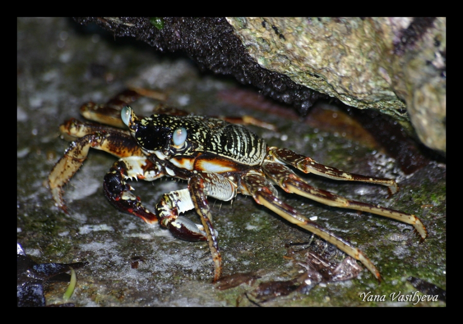 воспоминания о сафари в Кении (фотоотчет)