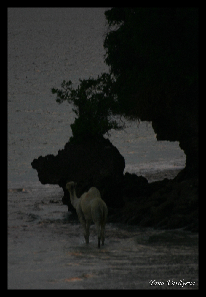 воспоминания о сафари в Кении (фотоотчет)