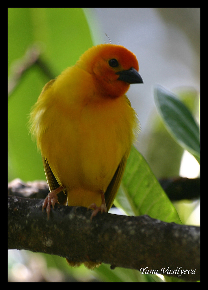 воспоминания о сафари в Кении (фотоотчет)