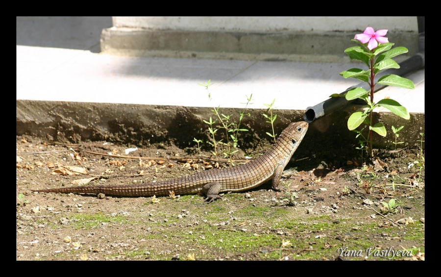 воспоминания о сафари в Кении (фотоотчет)