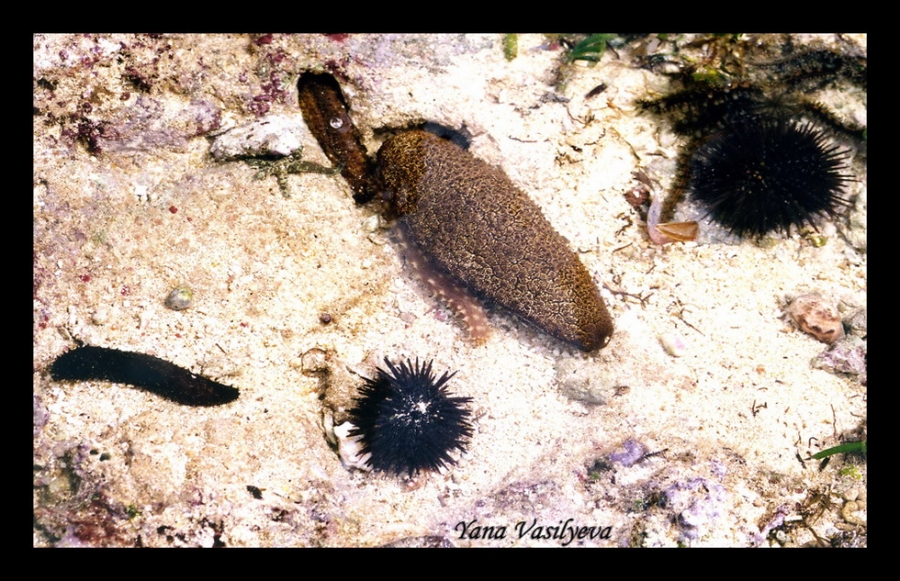 воспоминания о сафари в Кении (фотоотчет)