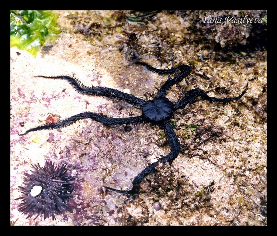 воспоминания о сафари в Кении (фотоотчет)