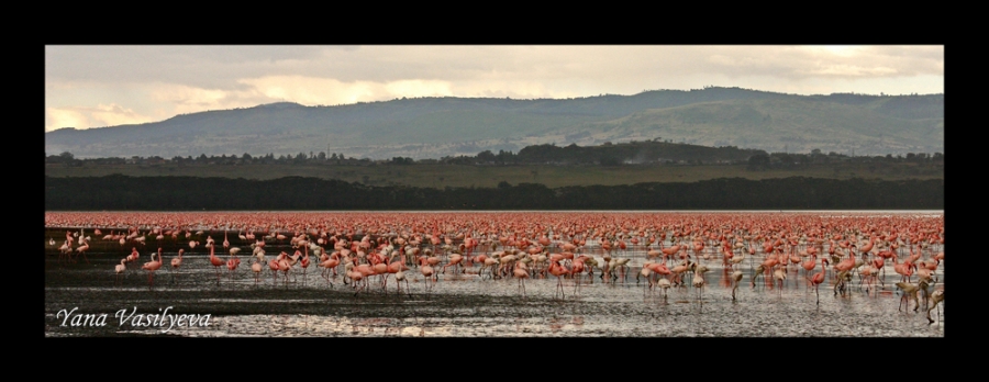 воспоминания о сафари в Кении (фотоотчет)