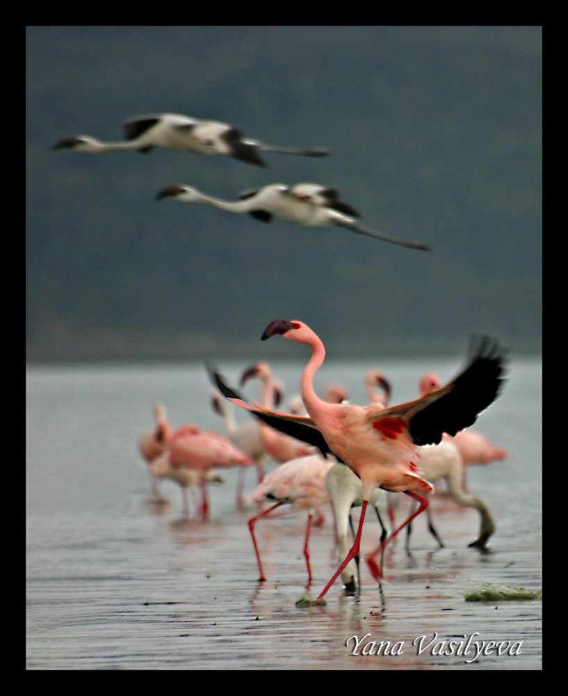 воспоминания о сафари в Кении (фотоотчет)