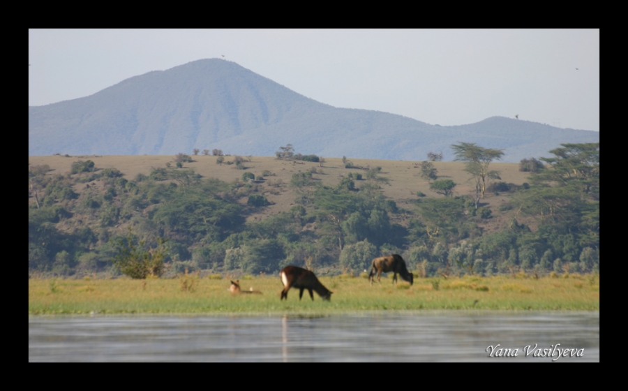 воспоминания о сафари в Кении (фотоотчет)