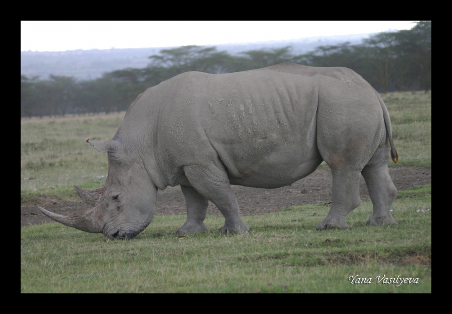 воспоминания о сафари в Кении (фотоотчет)