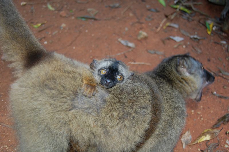 Mayotte туристический