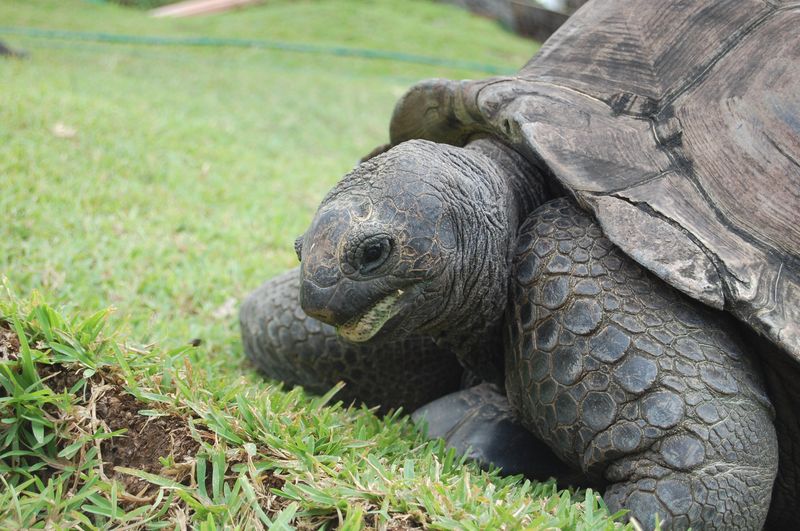 Mayotte туристический