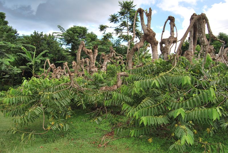 Mayotte туристический