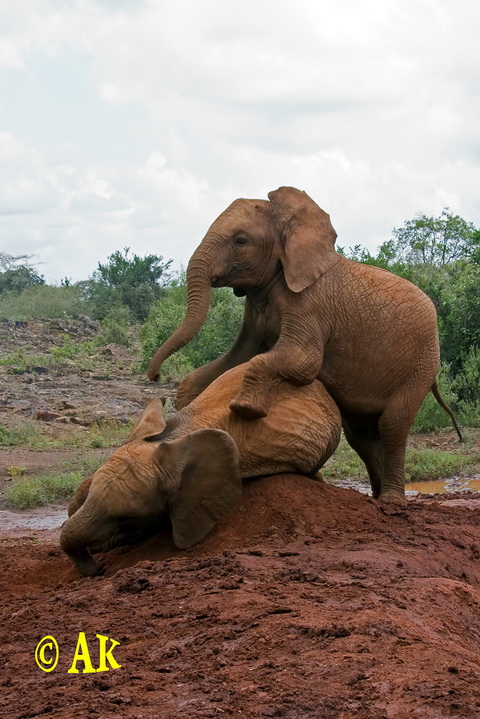 Тезисные вопросы про Кению