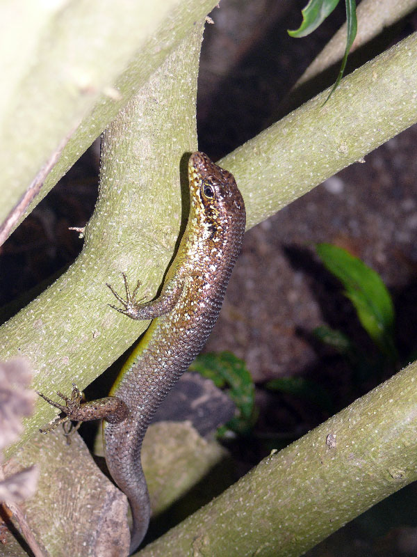 Кения+Танзания+Коморские острова (Grand comoro, Moheli)+Занз