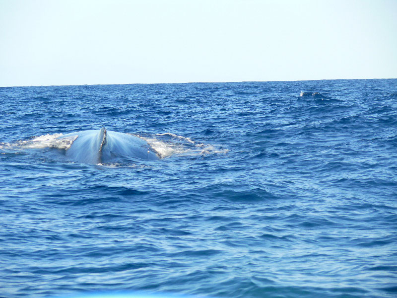 Кения+Танзания+Коморские острова (Grand comoro, Moheli)+Занз