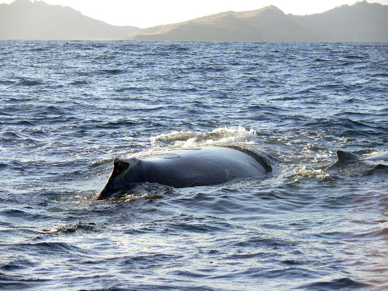 Кения+Танзания+Коморские острова (Grand comoro, Moheli)+Занз