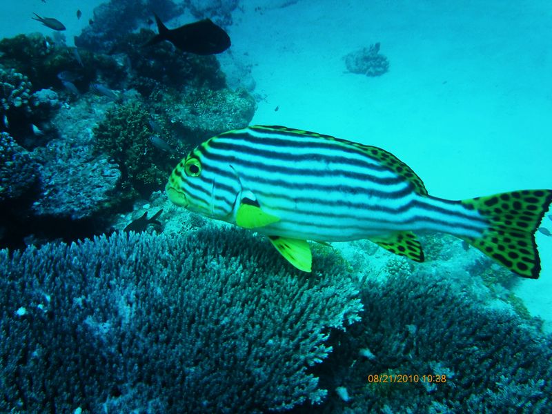 Mayotte туристический