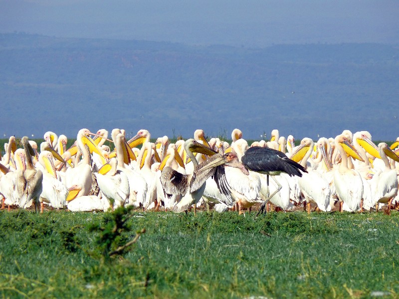 Кения+Танзания+Коморские острова (Grand comoro, Moheli)+Занз