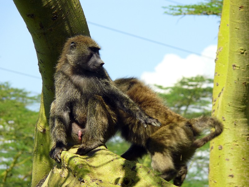 Кения+Танзания+Коморские острова (Grand comoro, Moheli)+Занз