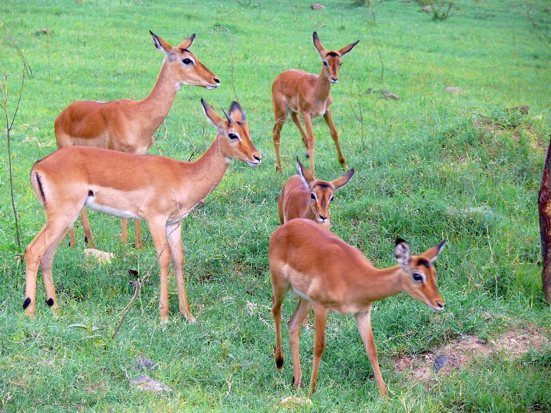 Кения+Танзания+Коморские острова (Grand comoro, Moheli)+Занз