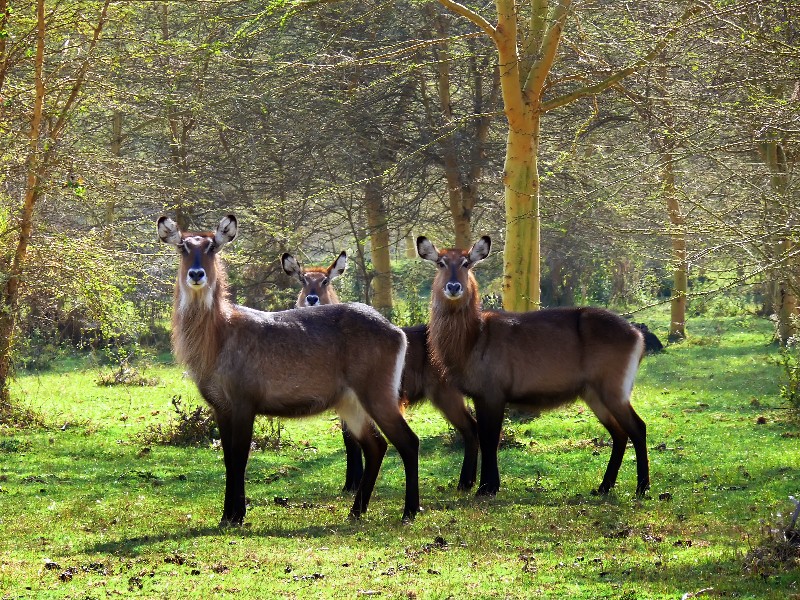 Кения+Танзания+Коморские острова (Grand comoro, Moheli)+Занз