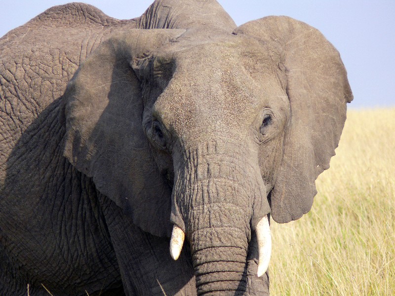 Кения+Танзания+Коморские острова (Grand comoro, Moheli)+Занз