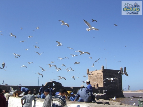 Марокко в цвете (фото)