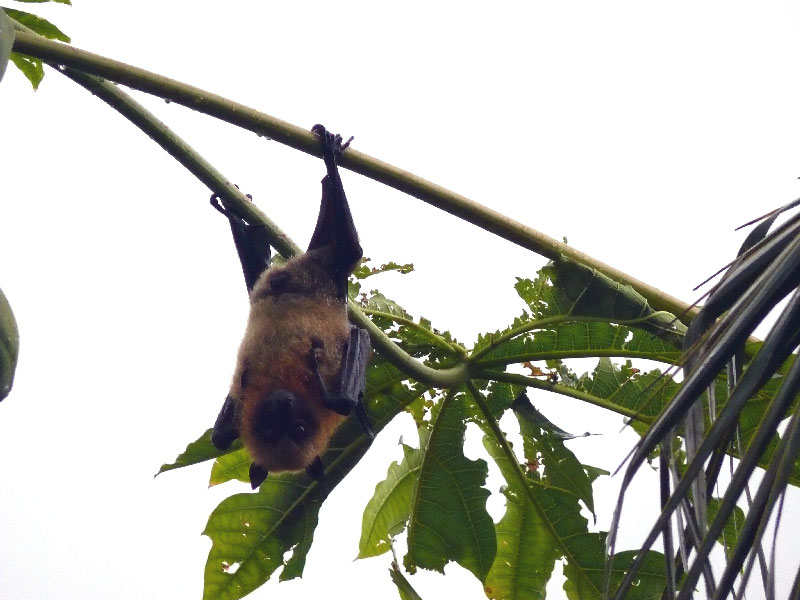 Кения+Танзания+Коморские острова (Grand comoro, Moheli)+Занз