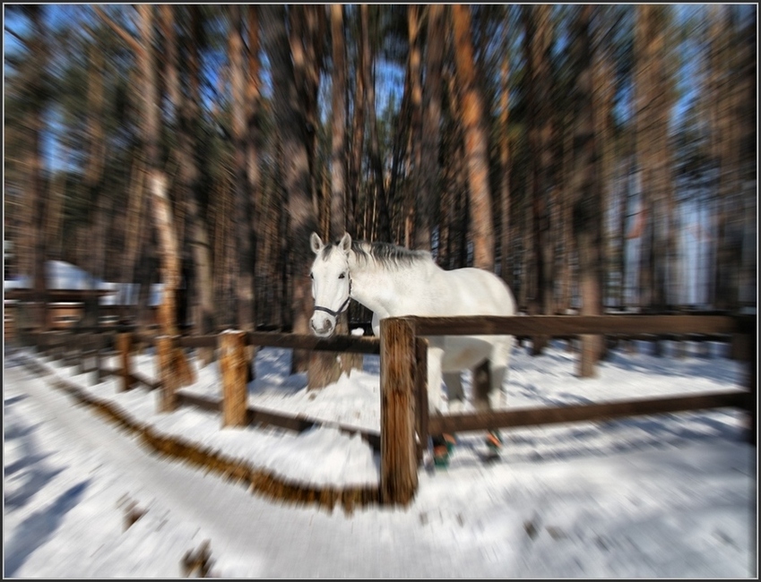 Фотографии животных из путешествий, фотографии животных