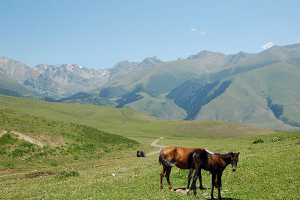 Альпийские Луга Тянь Шаня