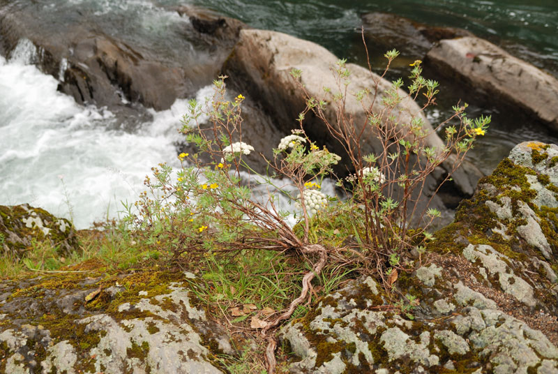 Горный Алтай - экспресс-анализ с фото Горный Алтай - экспресс-анализ с фото